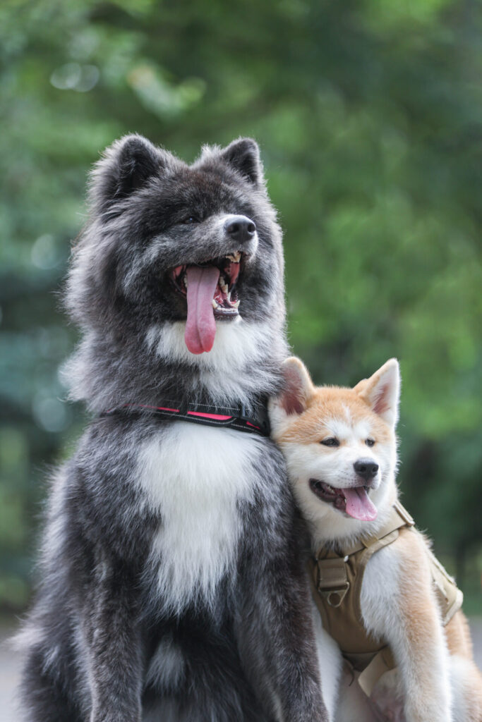 札幌　犬