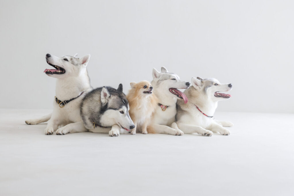 札幌　犬